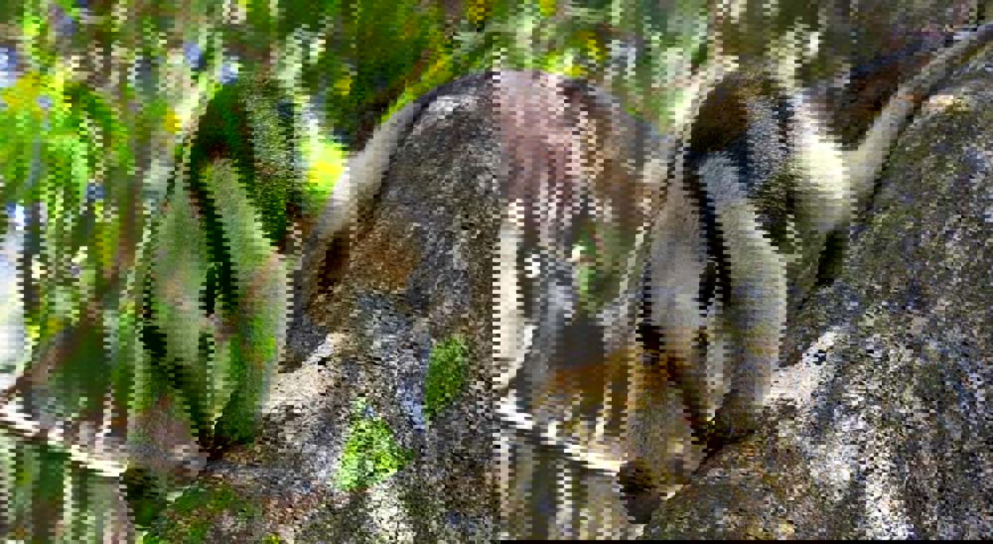 Tamandua Corcovado NP