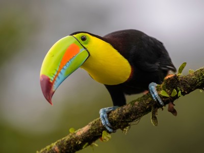 Route Costa Rica - Day 14