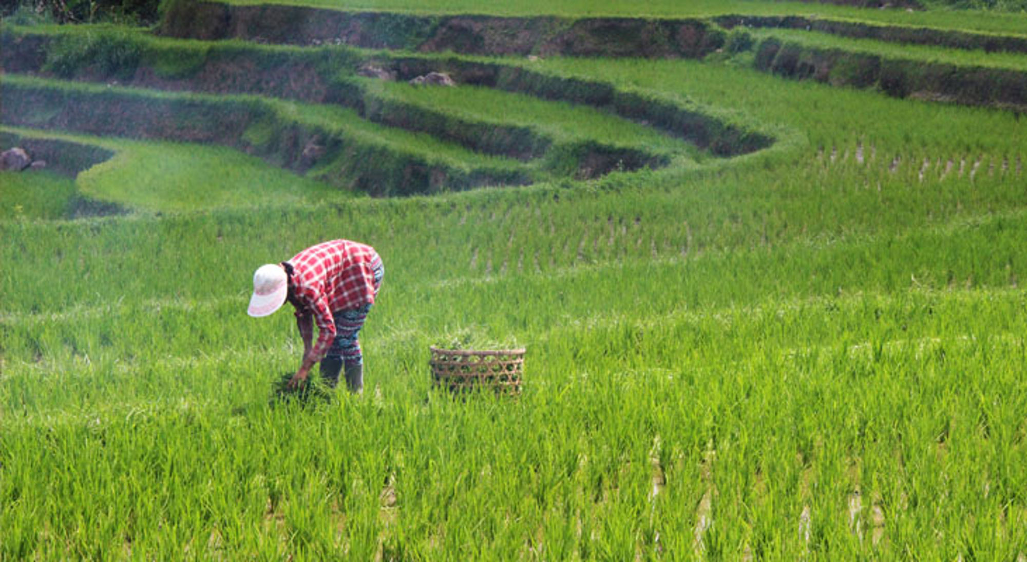 Jatiluwih Indonesië