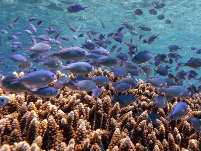Snorkelexcursie Pulau Menjangan