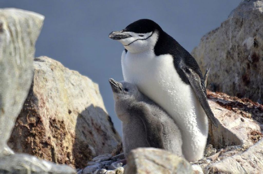 Kinband pinguin Antarctica