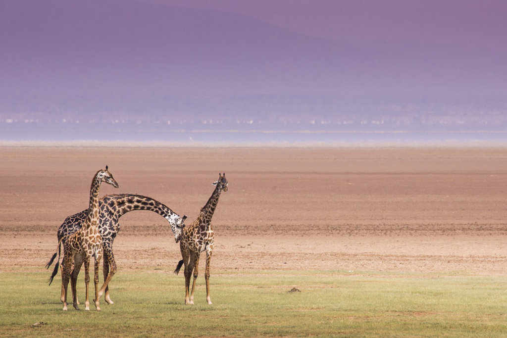 main_main_shutterstock_248108737_-_Lake_Manyara_National_Park.jpg