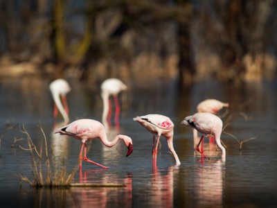 Kenia, Tanzania en Zanzibar, 23 dagen - Day 6