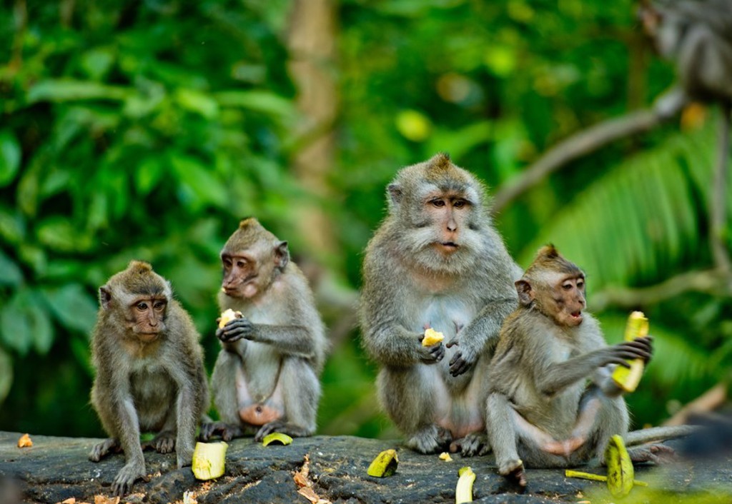 Groepsrondreis Indonesië - Bali aap