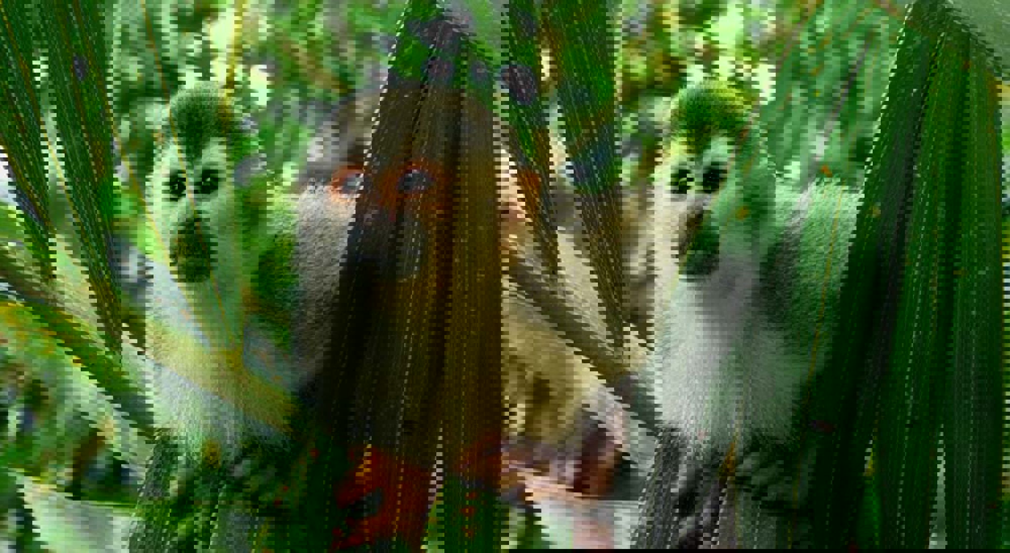 Squirrel monkey Manuel Antonio NP