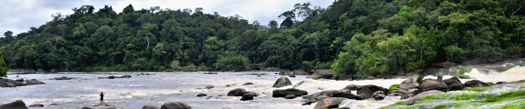 Suriname---natuur-sula-_1_.jpg