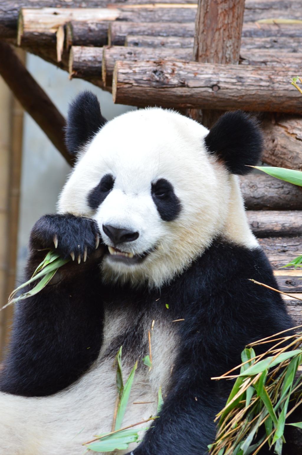 Reuzenpanda die bamboe eet in een verblijf in China.