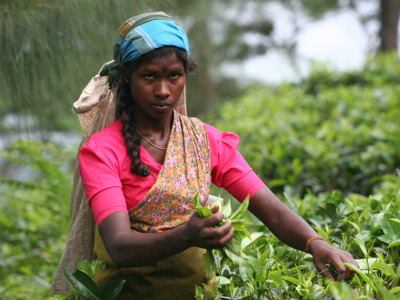 Route Sri Lanka reis, 20 dagen oud - Dag 7