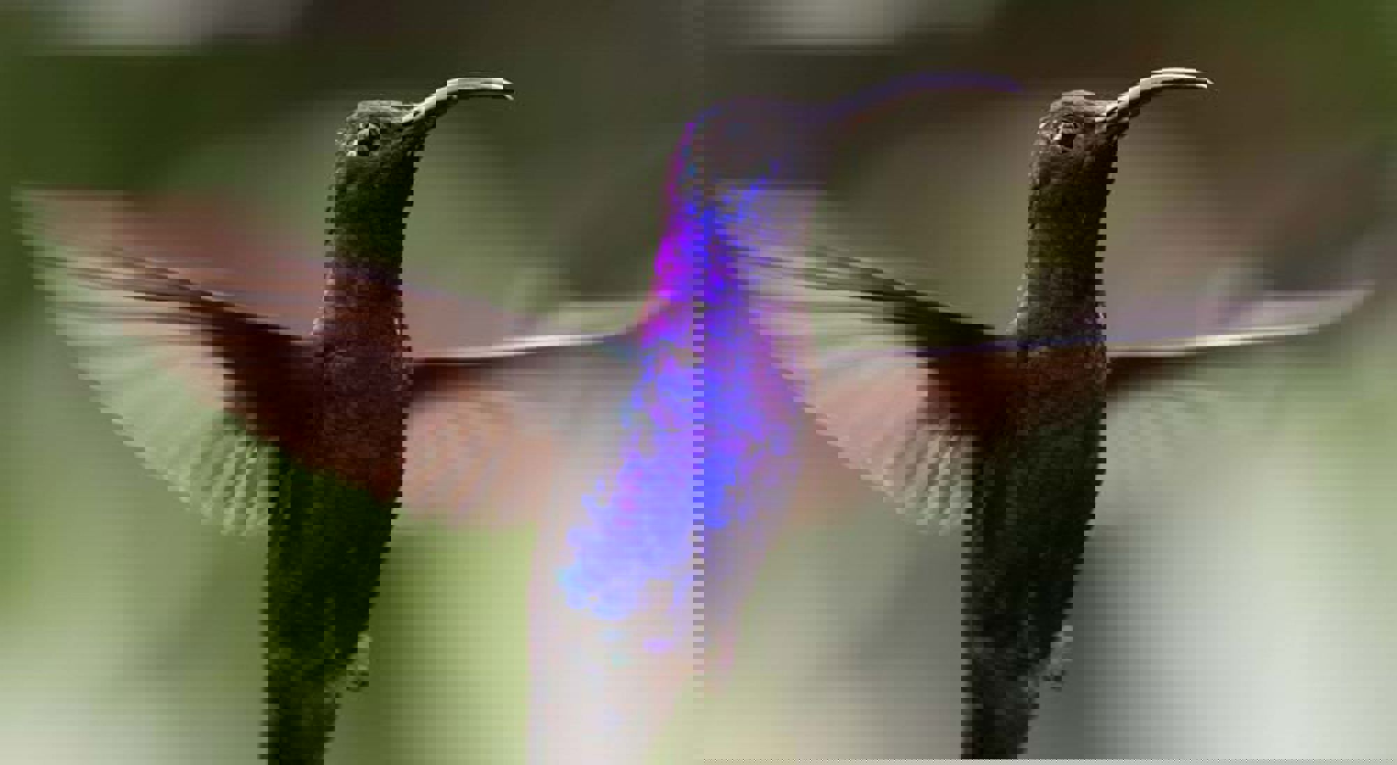 Kolibrie San Gerardo de Dota