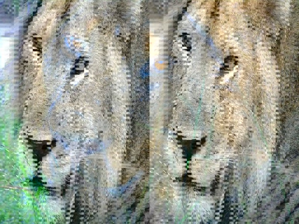 main_Leeuw_-_Reispassie.jpg (1)