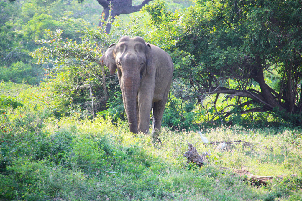 main_Jesse_van_der_Vaart_-_SLH701_-_Sri_Lanka__155_.jfif