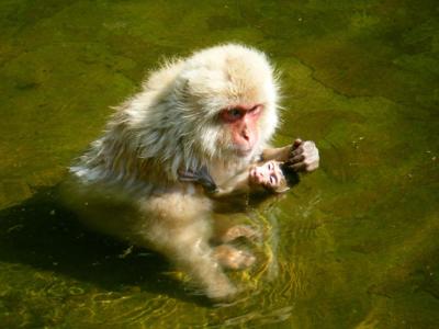 Hatsunoyu Japanse makaak