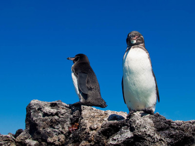 Galapagoseilanden - Day 6