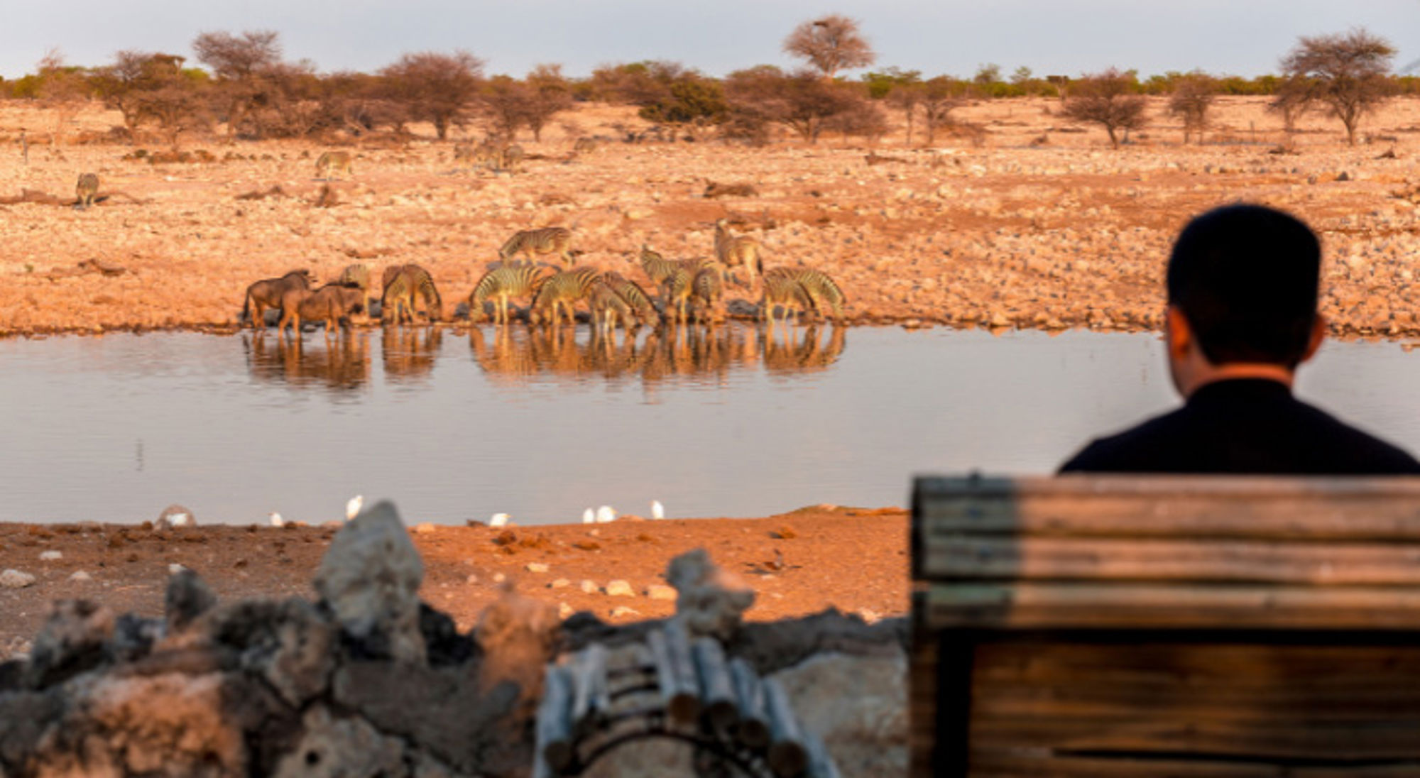 Zebra's in de Afrikaanse savanne, Etosha National Park, Namibië.