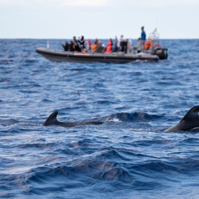 Walvis en dolfijnen tocht (ter plaatse betalen)