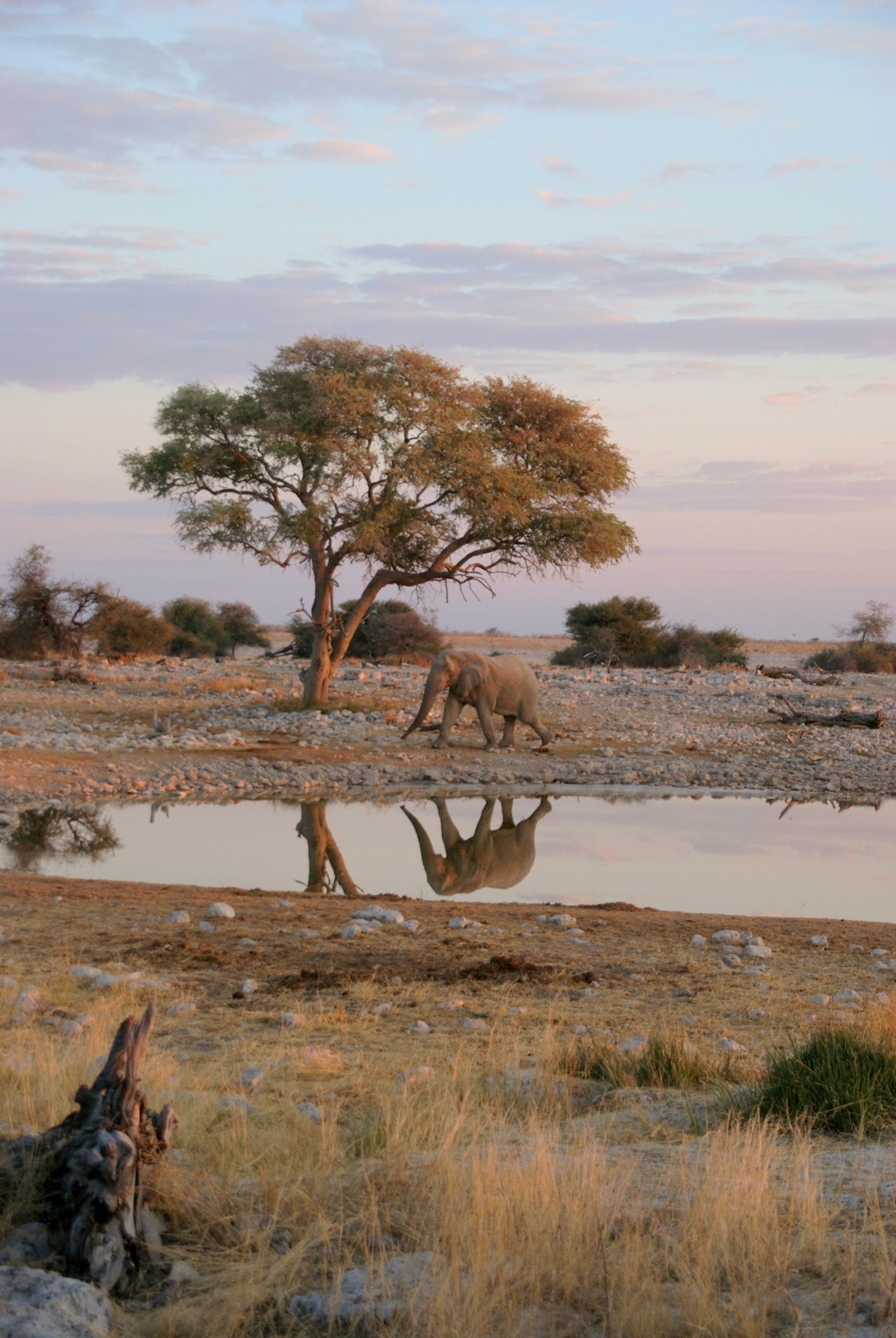Rondreis Namibie Etosha Olifant