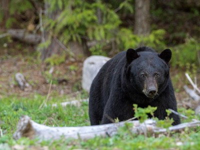 Route Canada Hotelreis, 18 dagen - Day 9