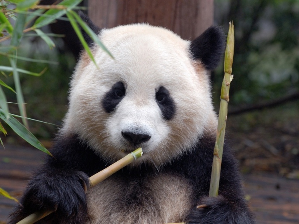 Chinese panda