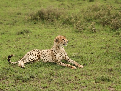 Route 22-35 Kenia & Tanzania, 20 dagen - Day 8