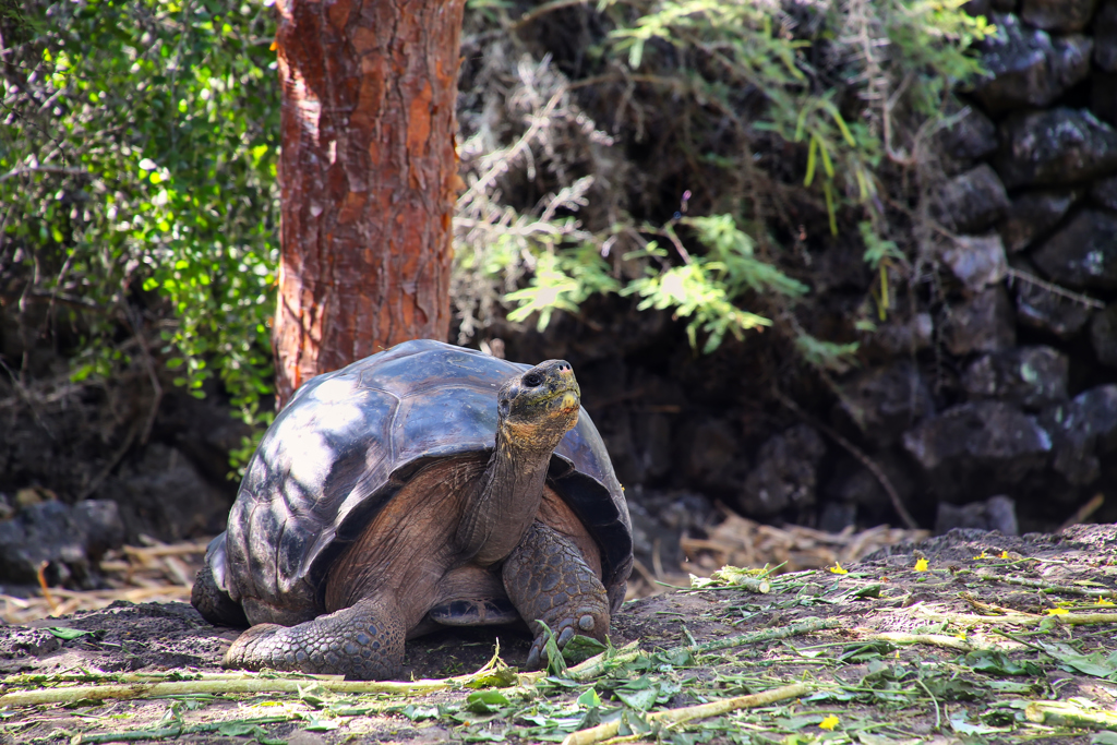 EAF - Charles Darwin Center, Galapagos - shutterstock_726346480.jpg