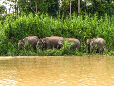 Route Maleisisch Borneo familiereis, 21 dagen - Dag 17