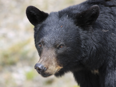 Route Canada, 20 dagen - Day 17