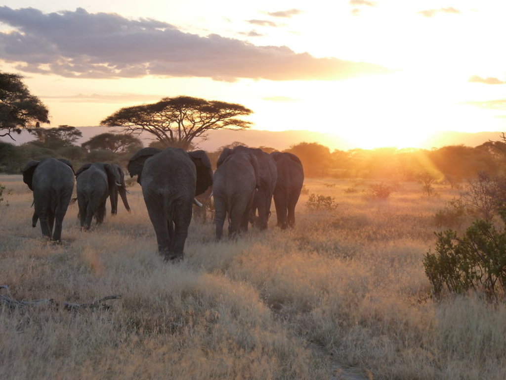 main_Tanzania_-_Tarangire_NP__49_.jfif