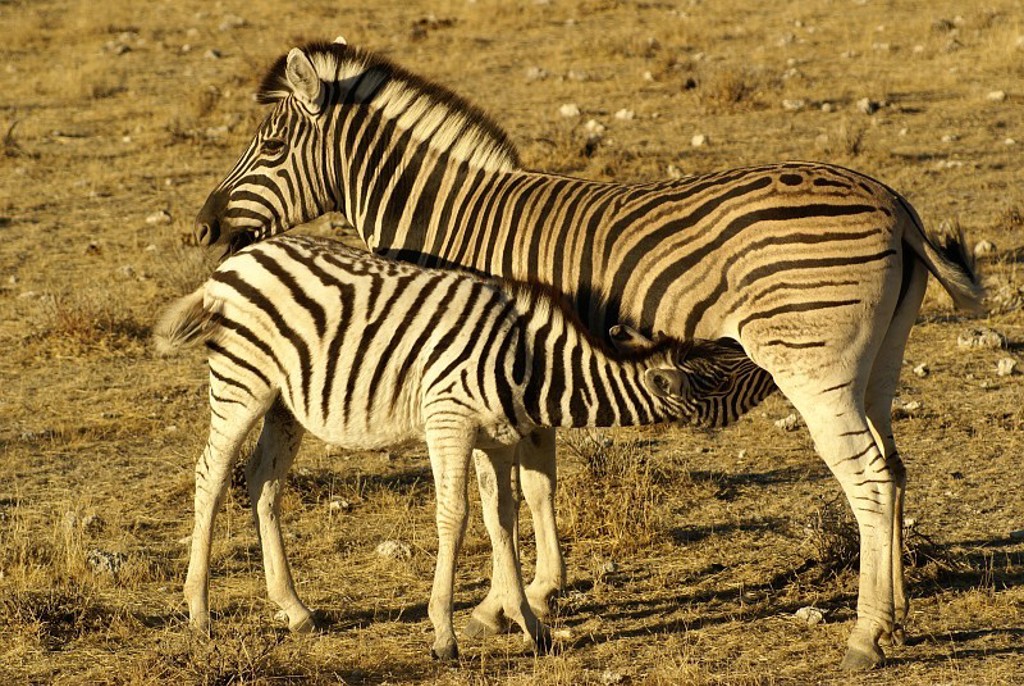 Etosha NP