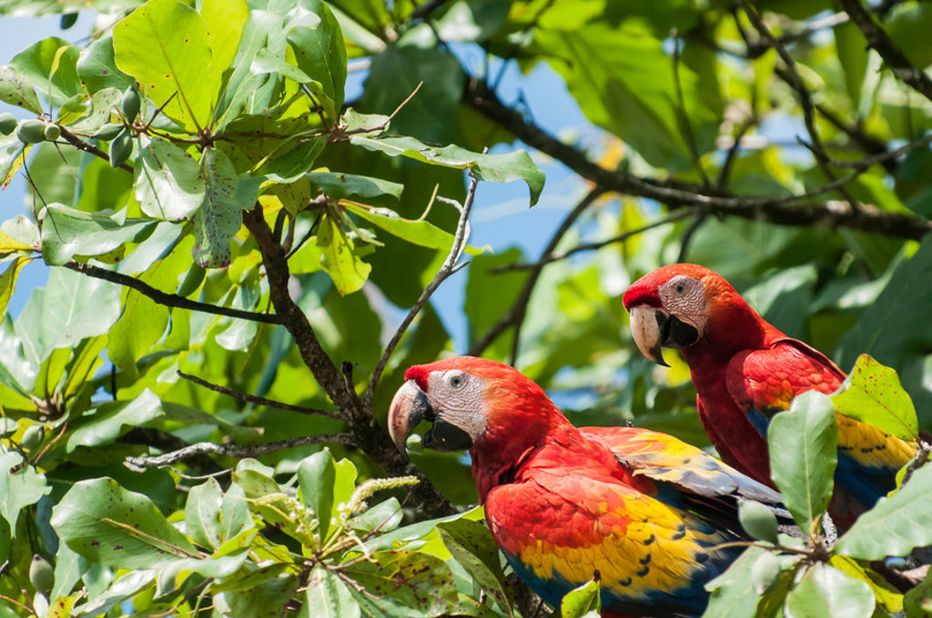 main_CR120940-Edit_-__-_Bahia_Drake___Scarlet_Macaw.jpg