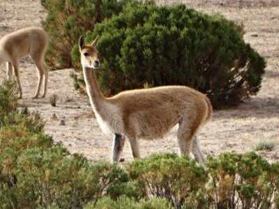 Route Bolivia en Chili, 21 dagen - Day 12