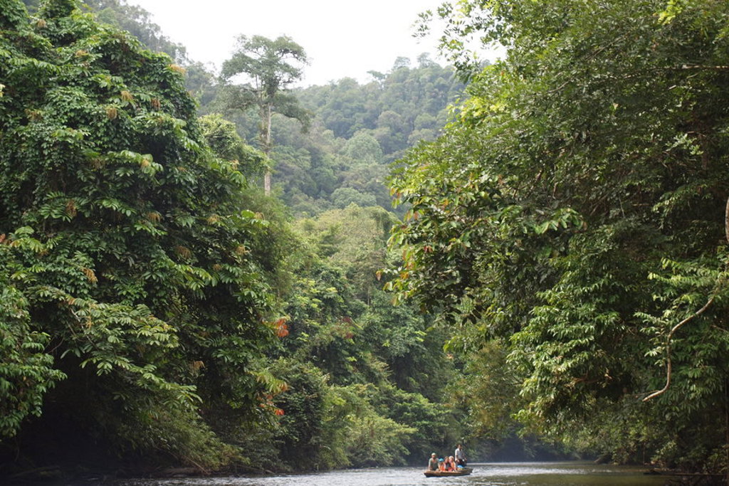 main_Maleisisch_Borneo_Lisette_Thamm__156_.jfif