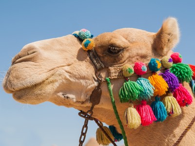 Route Egypte, 9 dagen - Day 5