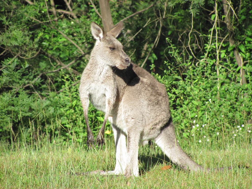 Kangoeroe Australië