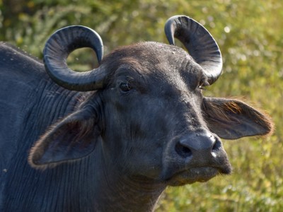 Route Sri Lanka en Malediven, 21 dagen - Dag 15