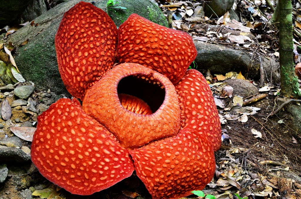 Familiereis Maleisische Borneo bloem