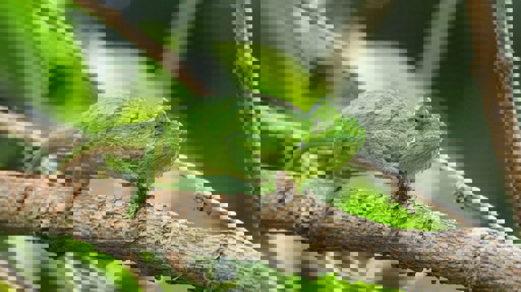 Rondreis Uganda Dieren