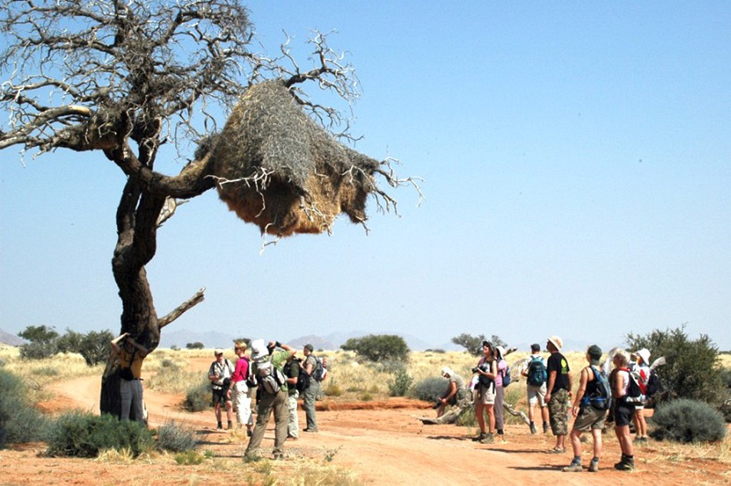 Weversnest in Zuid-Afrika