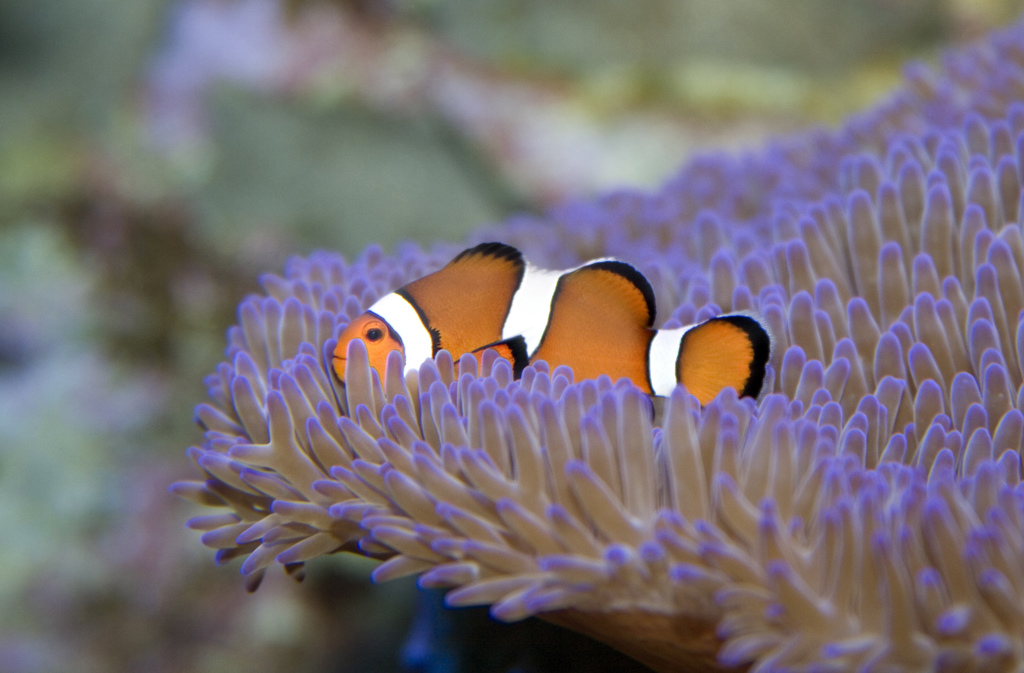 Nemo in Cairns