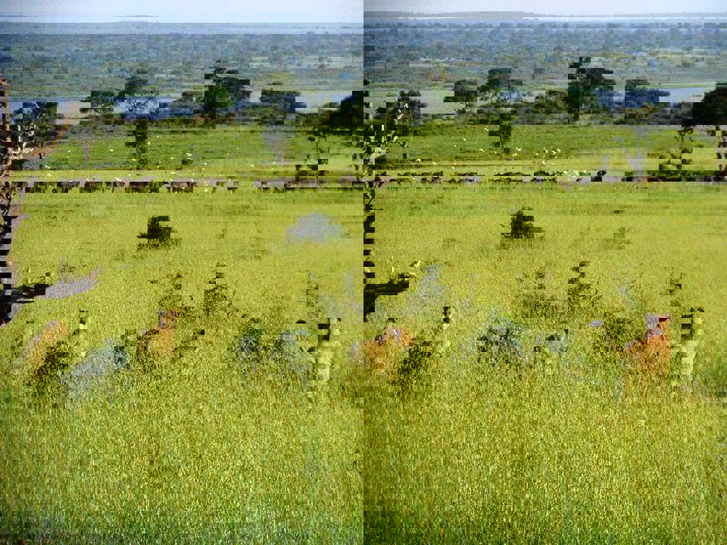 main_11-Murchison-Falls.jpeg (1)