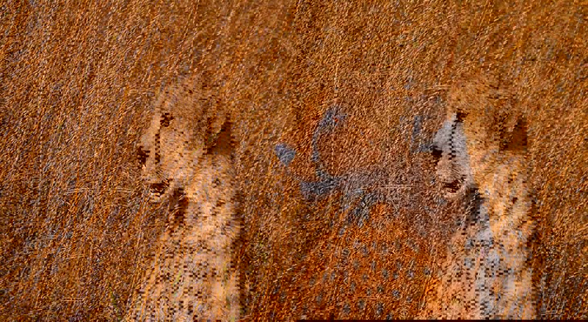 Jachtluipaard in Serengeti National Park