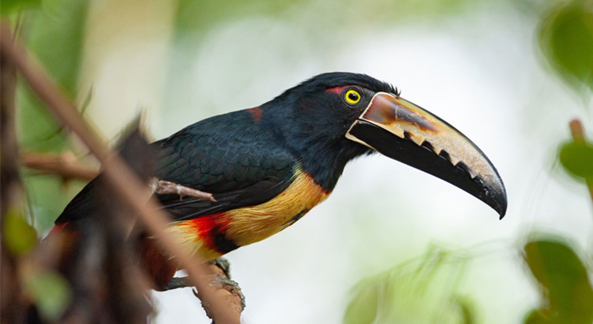 Collared Aracari Costa Rica