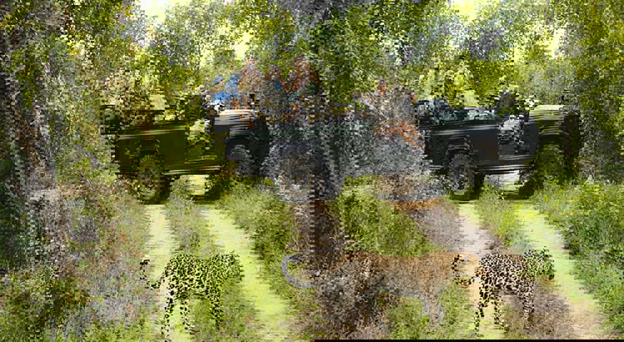 Game drive in Krugerpark