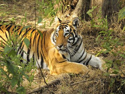 India 22-35, 20 dagen - Day 9