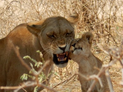 Route Kenia, Tanzania en Zanzibar, 18 dagen - Dag 10