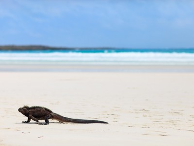 Route Ecuador en Galapagos, 21 dagen - Day 19