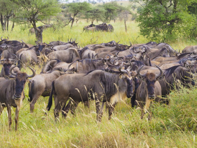 Route Kenia, Tanzania en Zanzibar, 21 dagen - Day 13