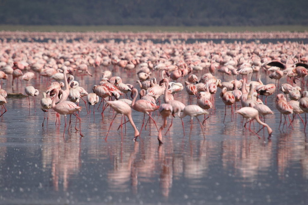 main_Kenia_-_Lake_Nakuru__31_.jfif
