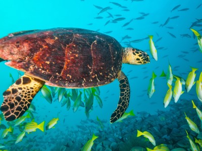 Route Sri Lanka en Malediven, 21 dagen - Dag 18