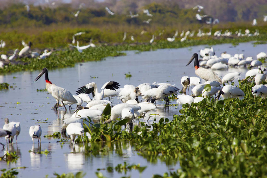 main_ABR_Pantanal_Jabiru_vogels.jpg