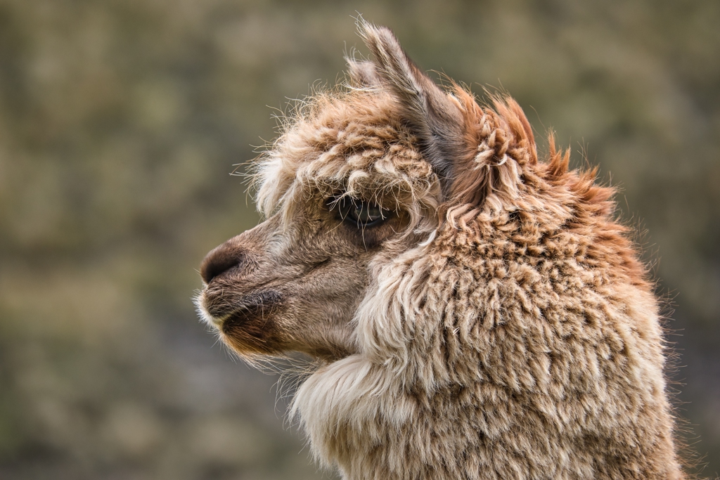 ECF - Lama Chimborazo - shutterstock_2071131938.jpg